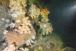 Depth-charges