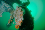jambo-undewater-wrecksite