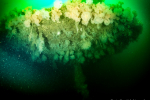 SS Shuna