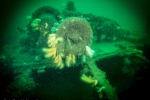 SS Shuna