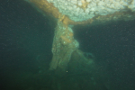 Rudder