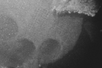 Boiler