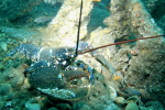 Lobster-Falcon
