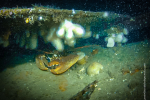 Lobster-Lismore